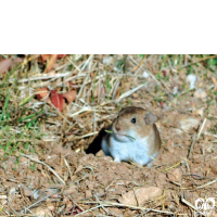 گونه ول قزوینی Qazvin Vole